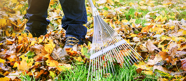 leaf removal Terms Of Service, WI